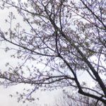 冷泉公園桜が開花！！