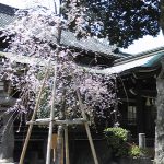 櫛田さんの枝垂桜