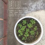 【終了】テトラグラフ写真室 ベランダカフェ