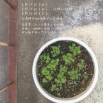 【終了】テトラグラフ写真室 「ベランダカフェ」