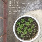 【終了】「夜の」ベランダカフェ　９月