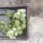【終了】ベランダカフェ（テトラグラフ写真室）【れいぜん荘ピクニック2017・春】