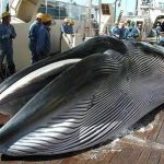 【終了】石川創氏による福岡鯨講座 クジラから歴史や文化を学び味わう「楽鯨会」 第３回『 現代捕鯨事情＆欧米の鯨食文化 』