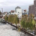 【終了】冷泉荘うまれの新米をみんなで楽しもう！たのしイネ収穫祭〈たのしイネ season2 第5回〉